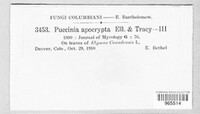 Puccinia apocrypta image